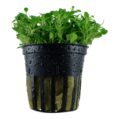 Tropica Glossostigma Elatinoides in Pot