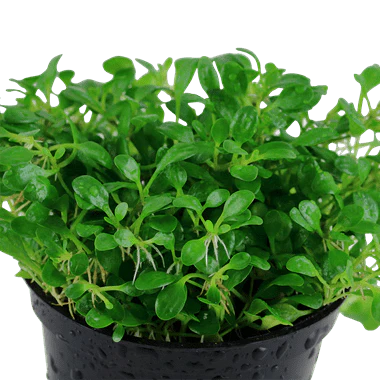 Tropica Glossostigma Elatinoides in Pot - Image 2