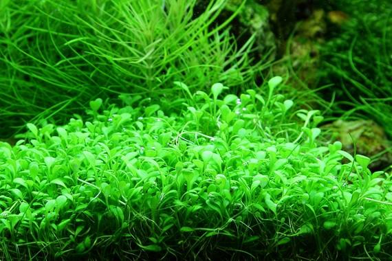 Tropica Glossostigma Elatinoides in Pot - Image 4