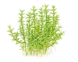 Tropica Gratiola Viscidula 1-2-GROW!