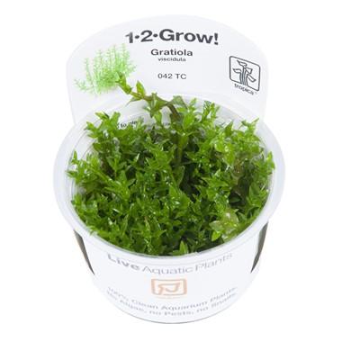 Tropica Gratiola Viscidula 1-2-GROW! - Image 2