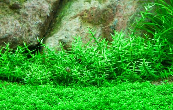 Tropica Gratiola Viscidula 1-2-GROW! - Image 3