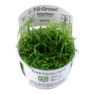 Tropica Helanthium tenellum 'Green' 1-2-Grow!