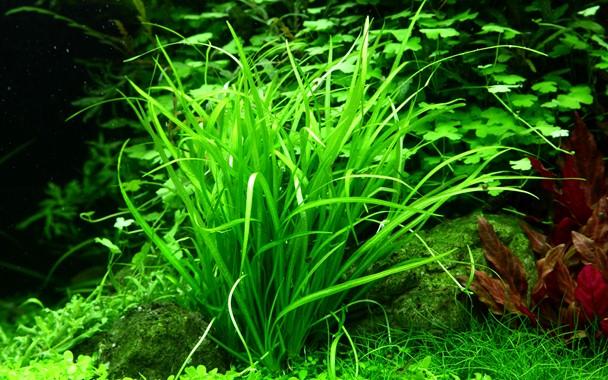 Tropica Helanthium tenellum 'Green' 1-2-Grow! - Image 2
