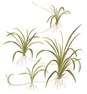 Tropica Helanthium tenellum 'Green' 1-2-Grow! - Image 3