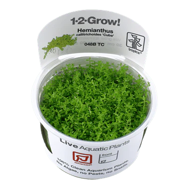 Tropica Hemianthus callitrichoides 'Cuba' 1-2-GROW!