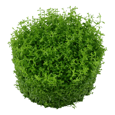 Tropica Hemianthus callitrichoides 'Cuba' 1-2-GROW! - Image 2