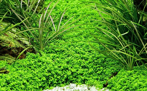 Tropica Hemianthus callitrichoides 'Cuba' 1-2-GROW! - Image 3