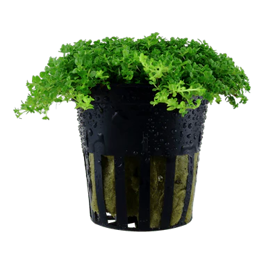 Tropica Hemianthus Callitrichoides 'Cuba'