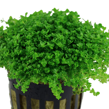 Tropica Hemianthus Callitrichoides 'Cuba' - Image 2