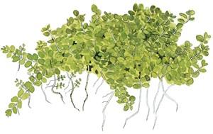 Tropica Hemianthus Callitrichoides 'Cuba' - Image 3