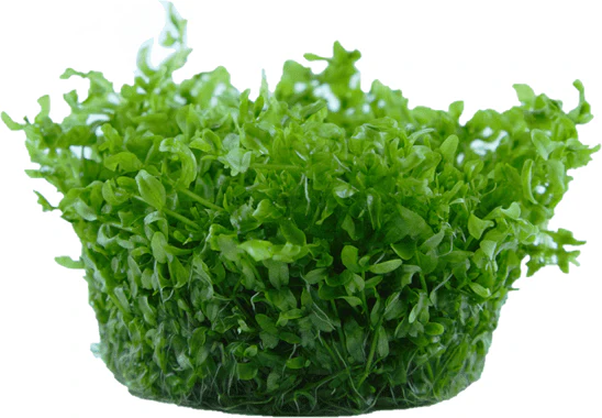 Tropica Micranthemun Glomeratum 1-2-GROW! AKA Hemianthus Micranthemoides - Image 2