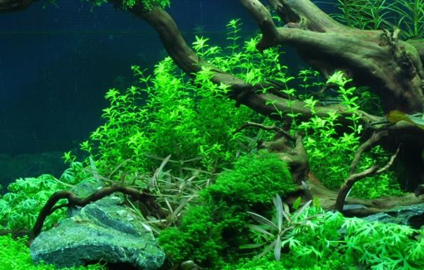 Tropica Micranthemun Glomeratum 1-2-GROW! AKA Hemianthus Micranthemoides - Image 3