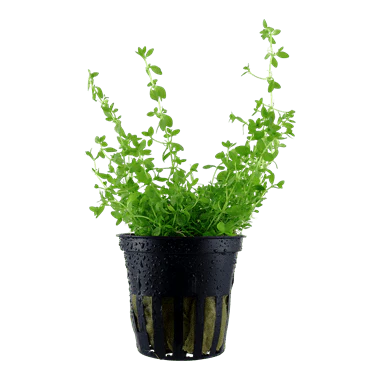 Tropica Hemianthus micranthemoides in Pot