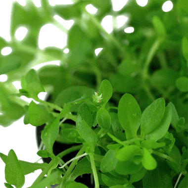 Tropica Hemianthus micranthemoides in Pot - Image 2