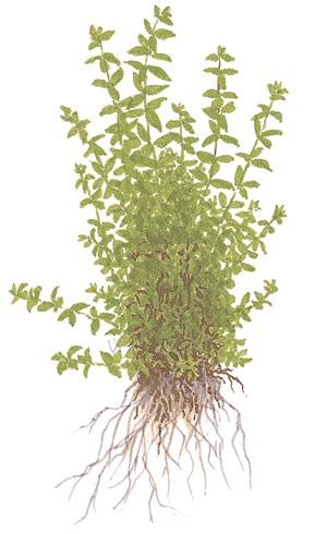 Tropica Hemianthus micranthemoides in Pot - Image 3