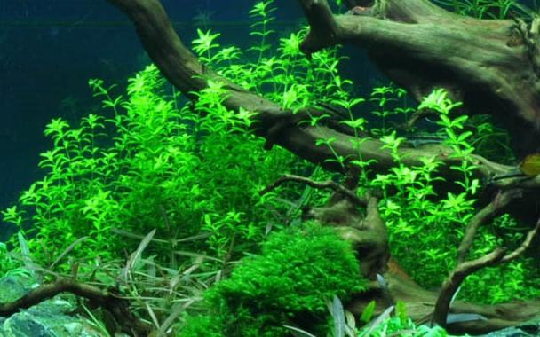 Tropica Hemianthus micranthemoides in Pot - Image 4