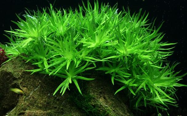 Tropica Heteranthera Zosterifolia 1-2-GROW! - Image 2