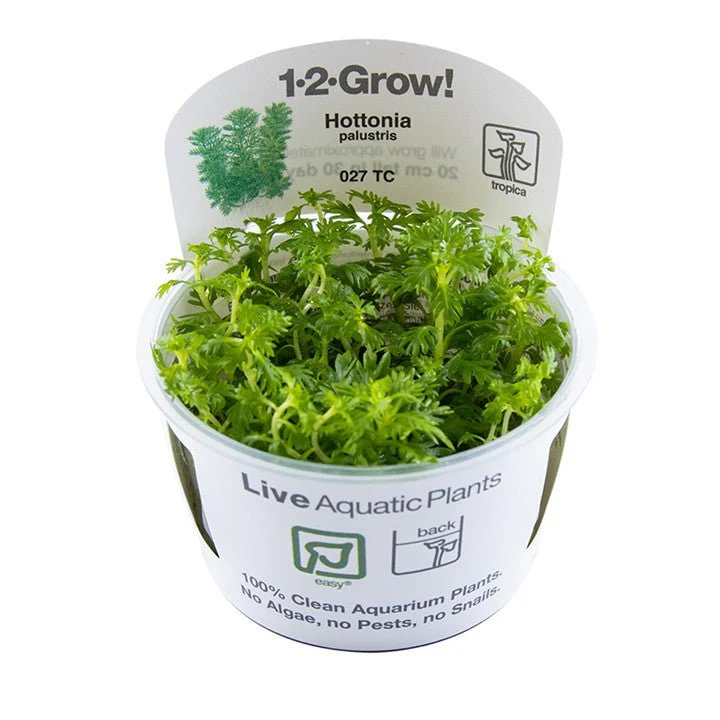 Tropica Hottonia palustris 1-2-Grow!