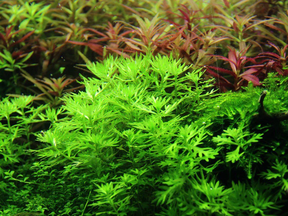 Tropica Hottonia palustris 1-2-Grow! - Image 2