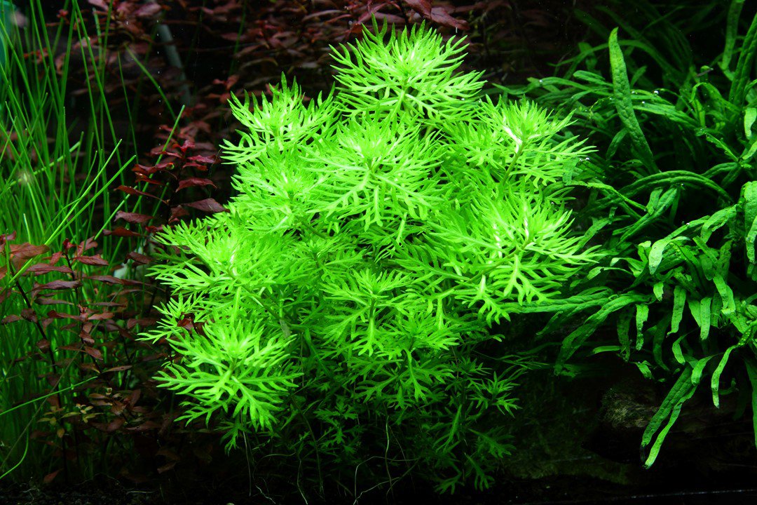 Tropica Hottonia palustris 1-2-Grow! - Image 3