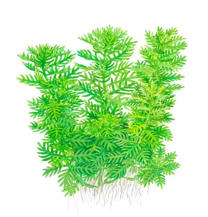 Tropica Hottonia palustris 1-2-Grow! - Image 5