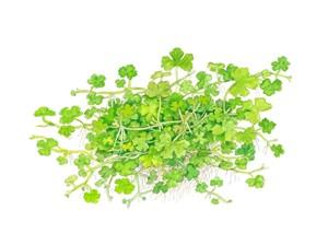 Tropica Hydrocotyle tripartita 1-2-GROW!