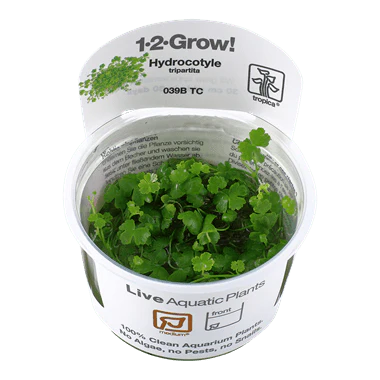 Tropica Hydrocotyle tripartita 1-2-GROW! - Image 2