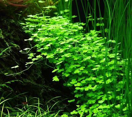 Tropica Hydrocotyle tripartita 1-2-GROW! - Image 3