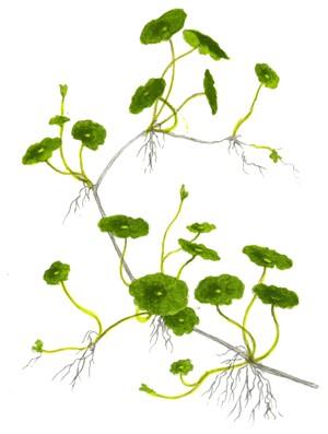 Tropica Hydrocotyle Verticillata - Image 3