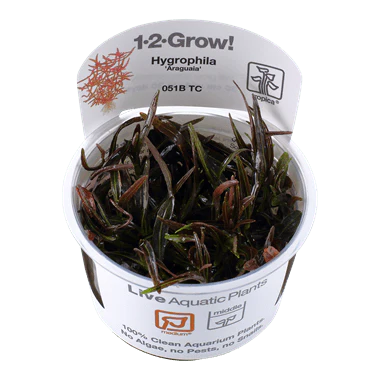 Tropica Hygrophila 'Araguaia' 1-2-GROW!