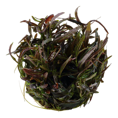 Tropica Hygrophila 'Araguaia' 1-2-GROW! - Image 2