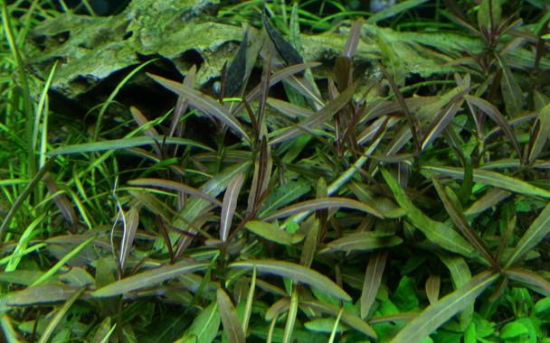 Tropica Hygrophila 'Araguaia' 1-2-GROW! - Image 3