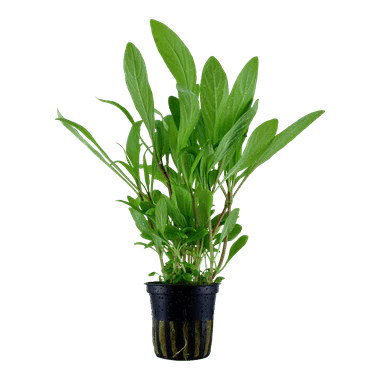 Tropica Hygrophila costata in Pot