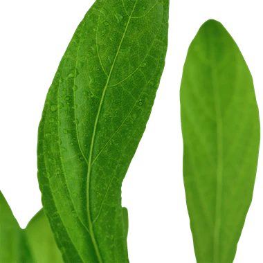 Tropica Hygrophila costata in Pot - Image 2