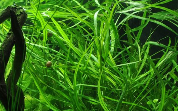 Tropica Hygrophila costata in Pot - Image 3