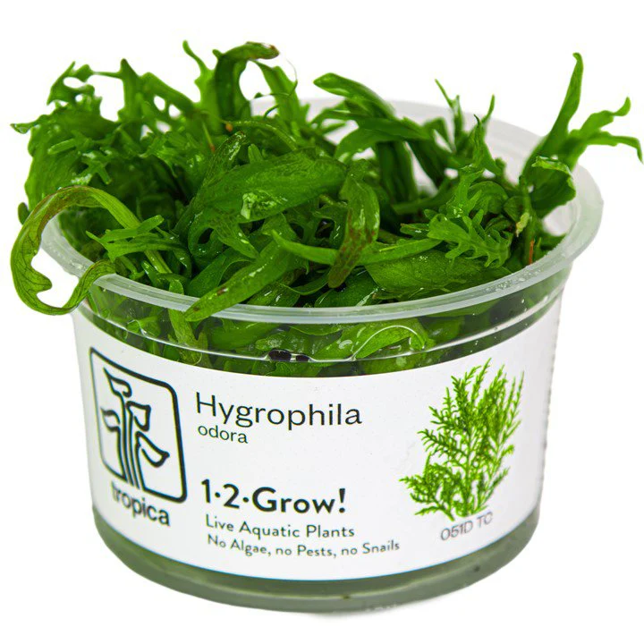 Tropica Hygrophila odora 'Difformis' 1-2-Grow