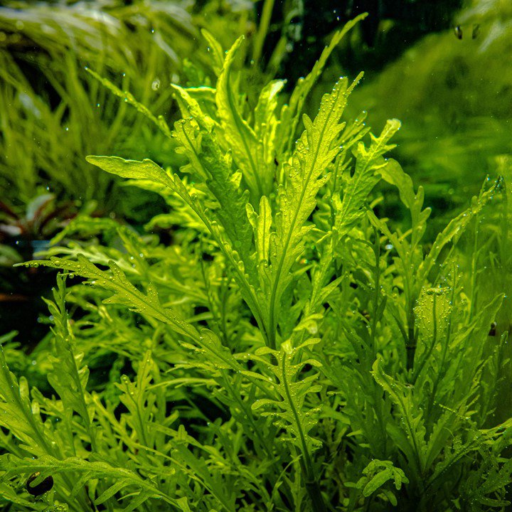 Tropica Hygrophila odora 'Difformis' 1-2-Grow - Image 2
