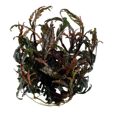 Tropica Hygrophila Pinnatifida 1-2-Grow! - Image 2