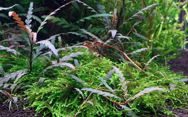 Tropica Hygrophila Pinnatifida 1-2-Grow! - Image 3