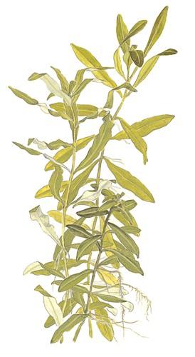 Tropica Hygrophila Polysperma in Pot