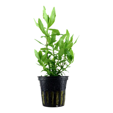 Tropica Hygrophila Polysperma in Pot - Image 2
