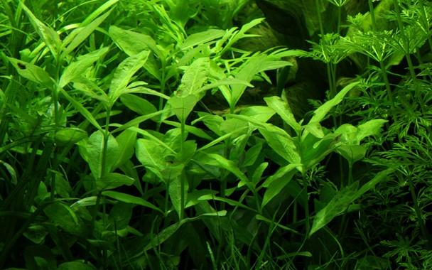 Tropica Hygrophila Polysperma in Pot - Image 3