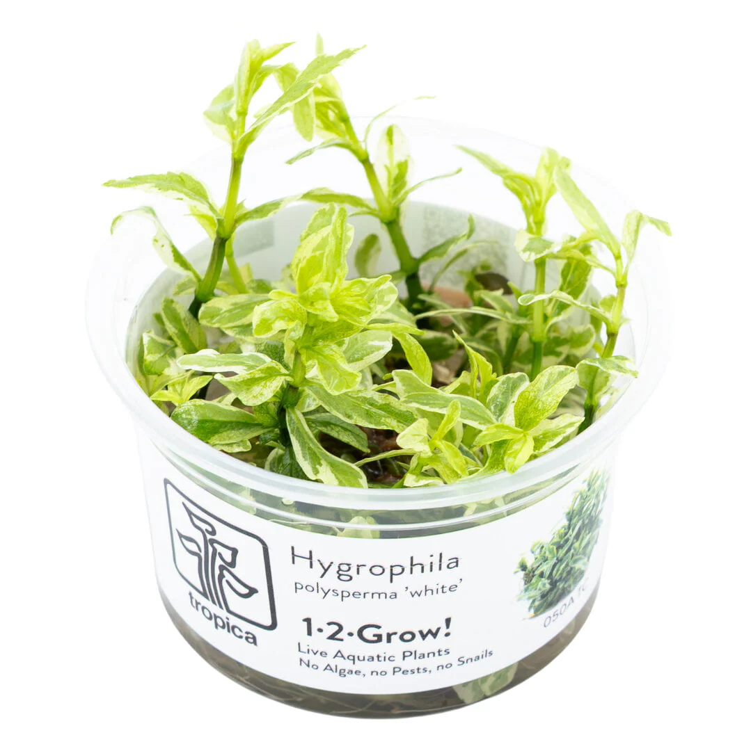 Epiphytes (suitable on wood or rock)