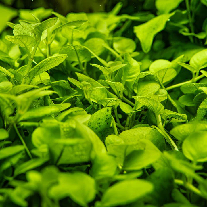 Tropica Hygrophila serpyllum 1-2-GROW! - Image 2