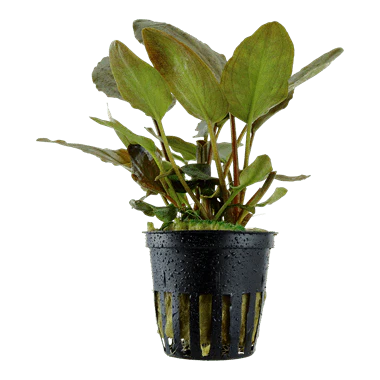 Tropica Lagenandra meeboldii 'Red' in Pot