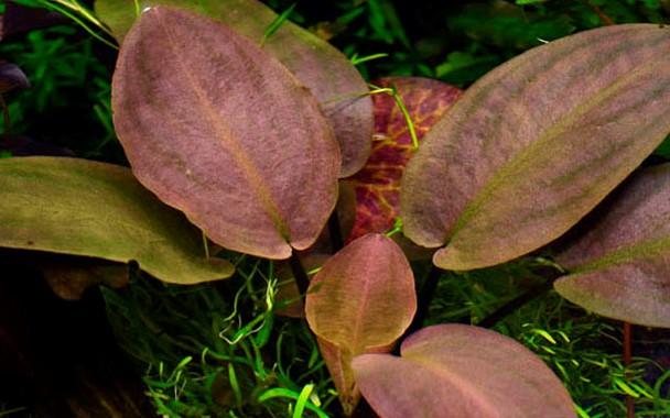 Tropica Lagenandra meeboldii 'Red' in Pot - Image 3