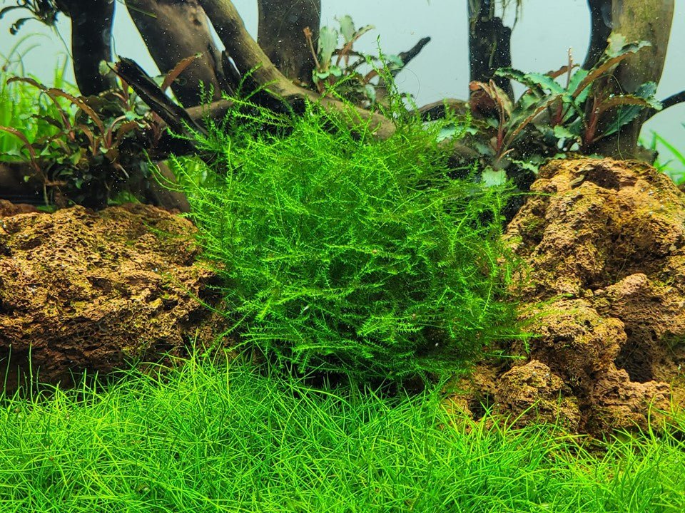 Tropica Leptodictyum riparium 1-2-Grow! - Image 2
