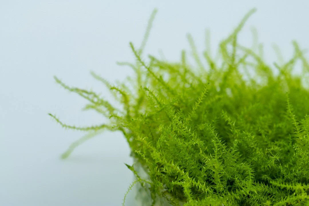 Tropica Leptodictyum riparium 1-2-Grow! - Image 3