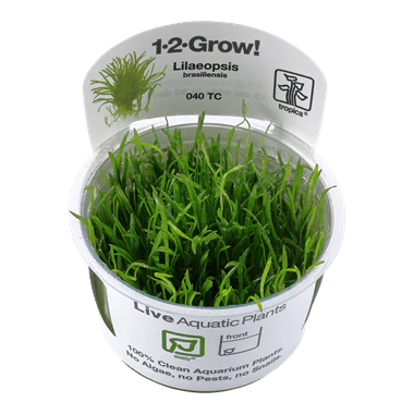 Tropica Lilaeopsis brasiliensis 1-2-GROW!